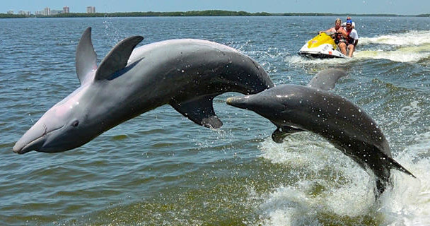 Two dolphins jumping and spinning out of the water with a jet skier in the background