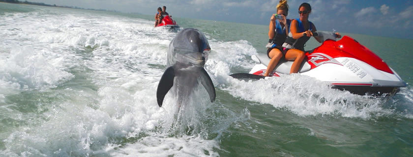 A dolphin jumping out of the water