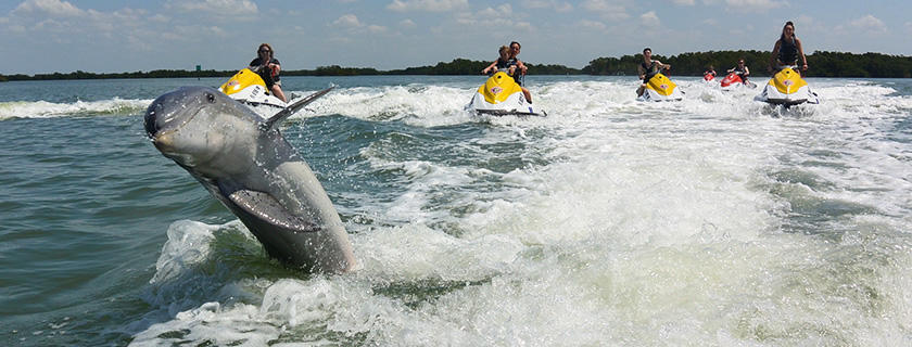 A dolphin jumping right at the camera with a group of jet skiers behind it