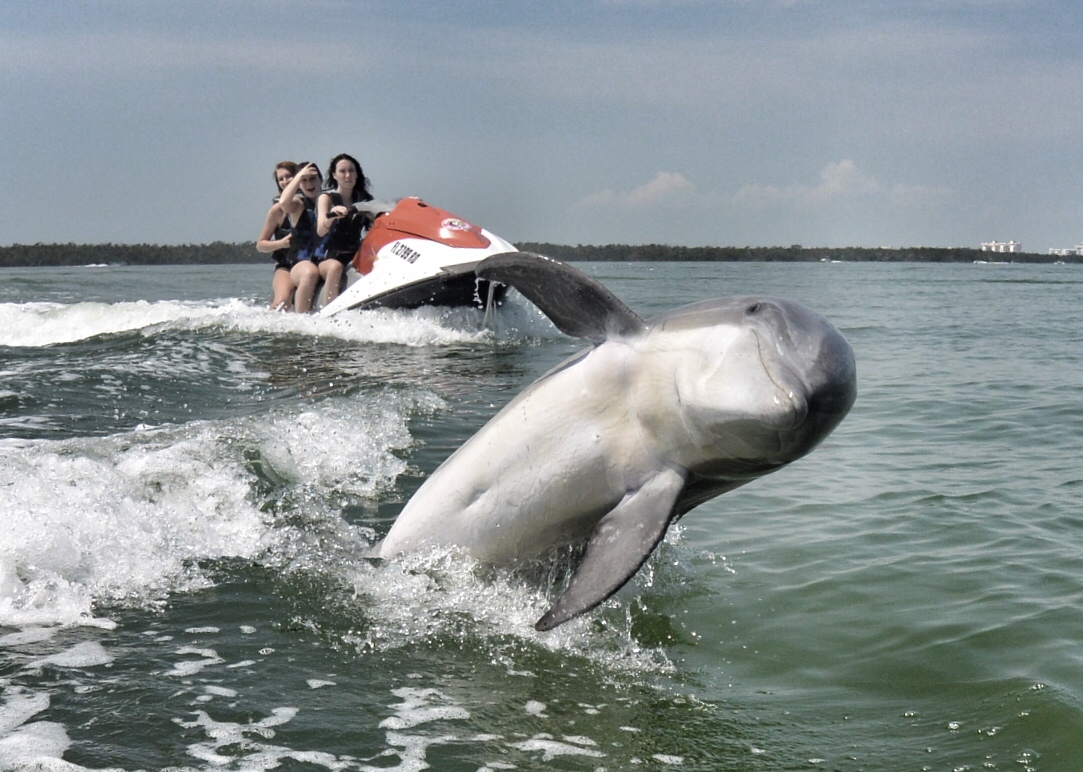 dolphin jumping near jet ski