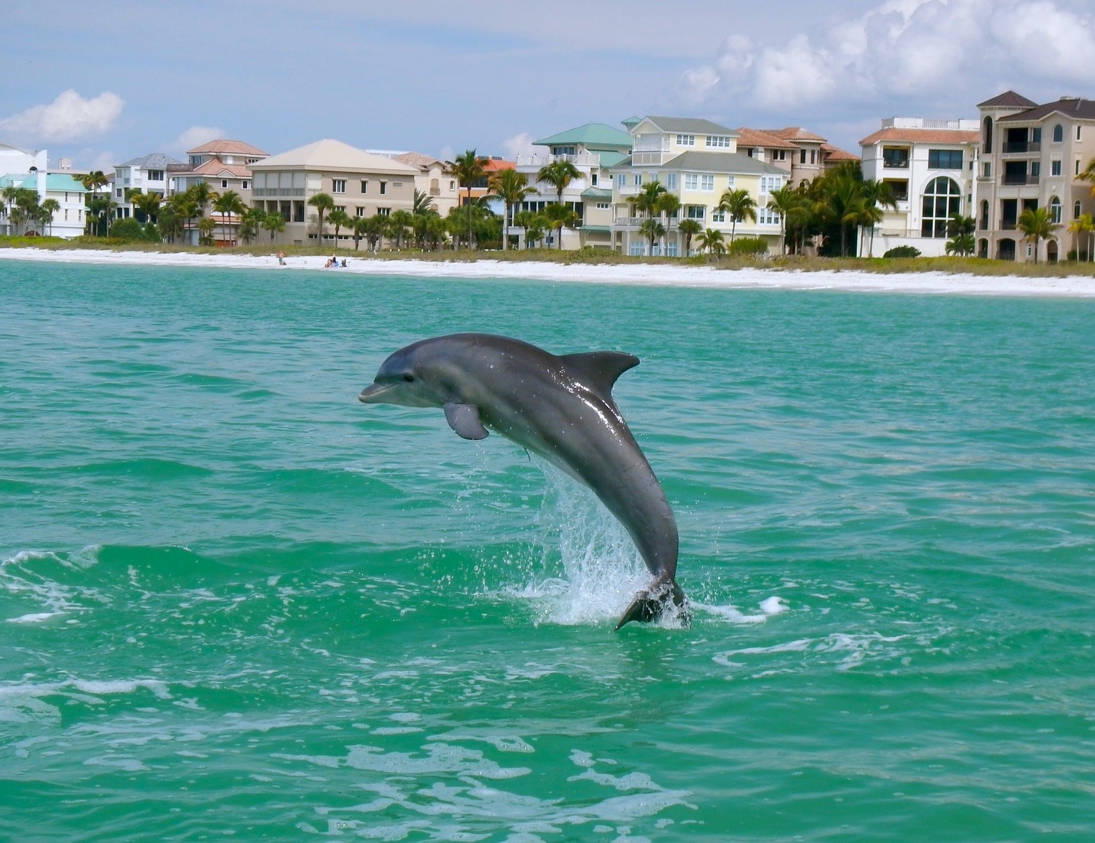 an animal swimming in the water