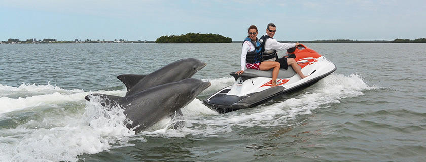 Two dolphins jumping and following a couple who are jet skiing