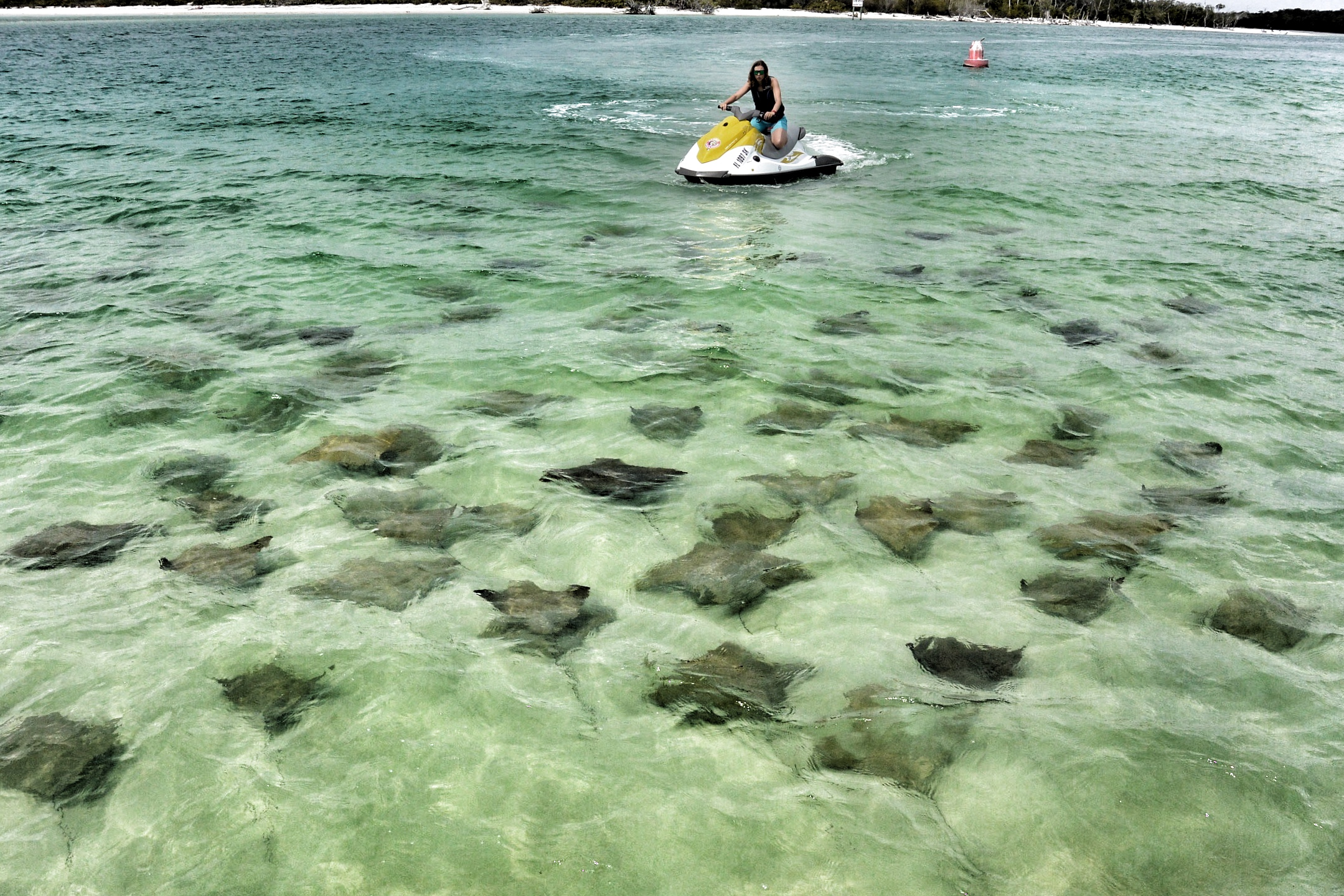 stingrays swimming under jet ski