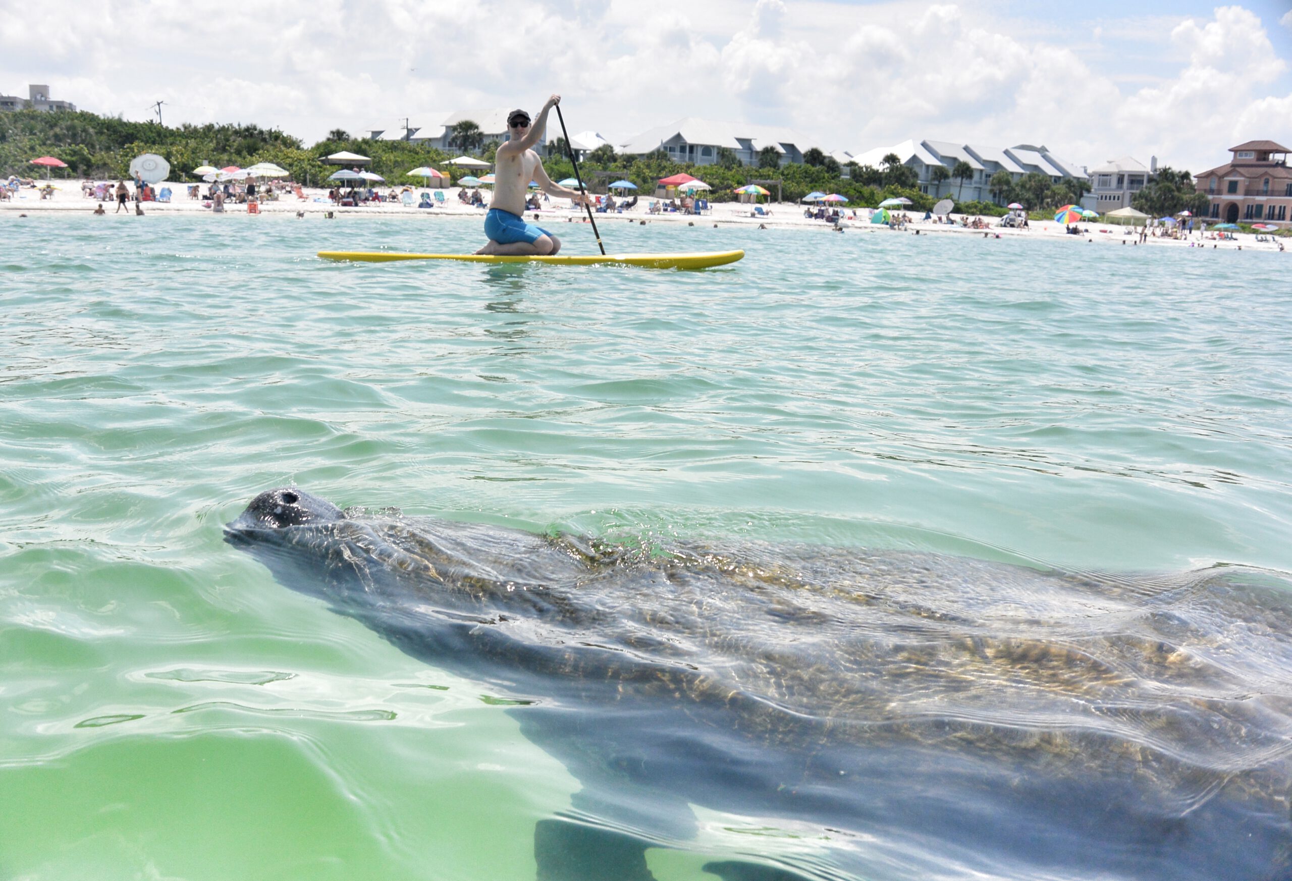 Manatee swimming and man paddleboarding