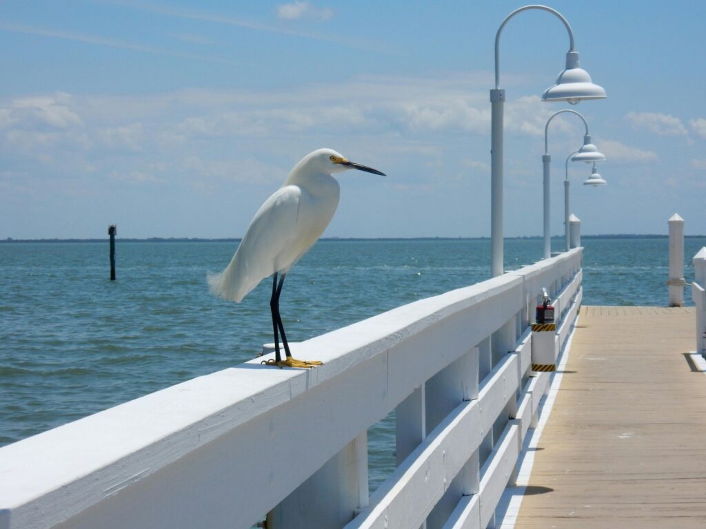 a bird by the water in Naples, FL