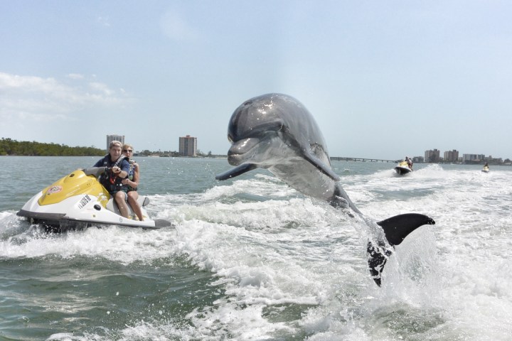 dolphin jumping high near jet ski